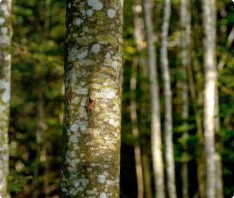 Bäume, Holz